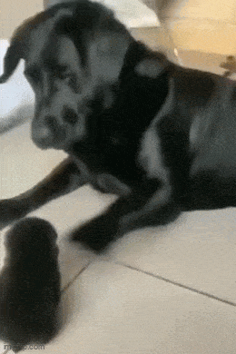 daily gifdump 48 gifs 1.html - 1 HD GIF | Premium Gallery 2026