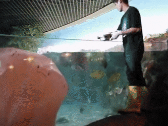 daily gifdump 48 gifs 1.html - 1 HD GIF | Premium Gallery 2026