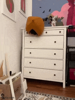 Daily Gifdump