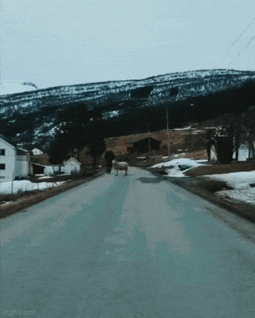 Daily Gifdump