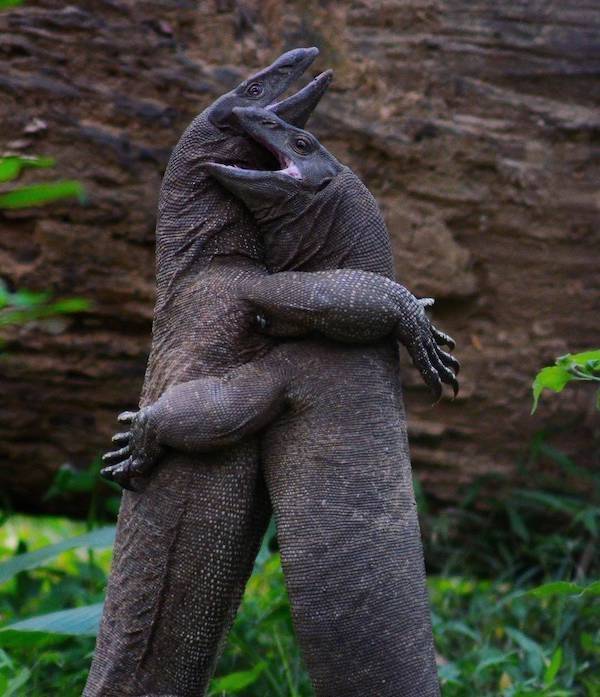Daily Picdump