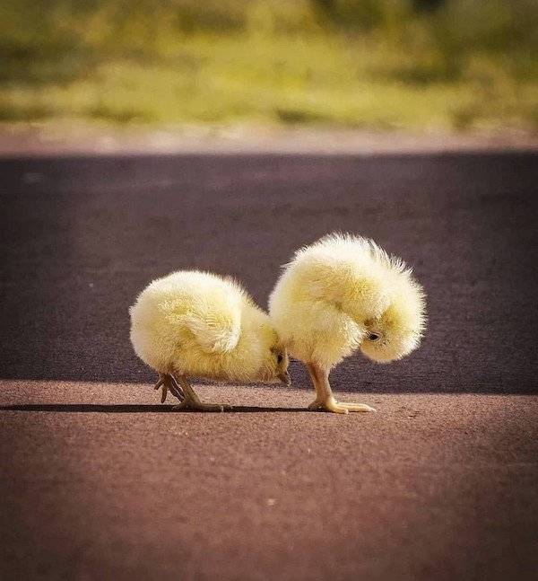 Daily Picdump