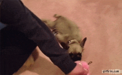 Daily Gifdump