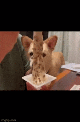 daily gifdump 40 gifs 2.html - 1 HD GIF | Premium Gallery 2026