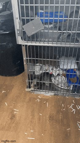 daily gifdump 40 gifs 2.html - 1 HD GIF | Premium Gallery 2026