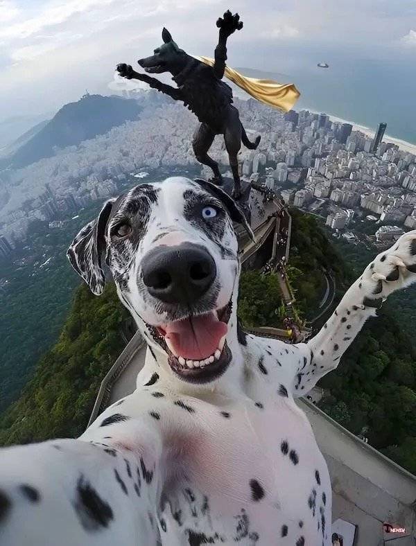 Daily Picdump