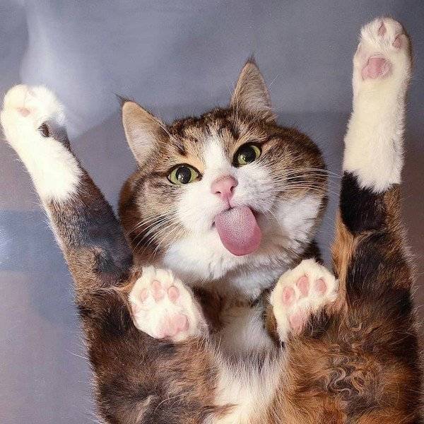 daily picdump 34 pics 2.html - 34 HD Photos | Premium Gallery 2026