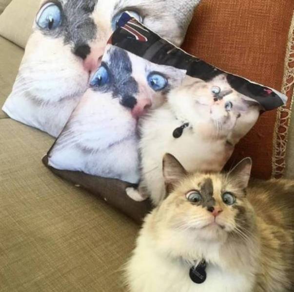Daily Picdump