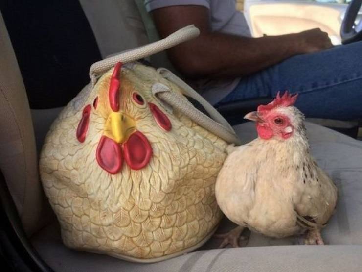 daily picdump 40 pics 5.html - 40 HD Photos | Premium Gallery 2026