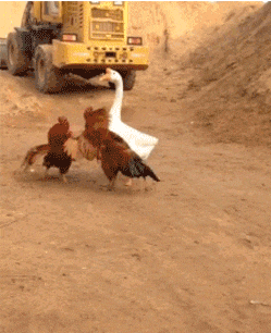 Daily Gifdump