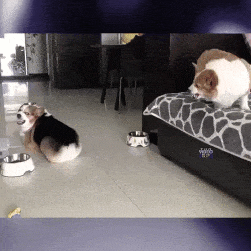 Daily Gifdump