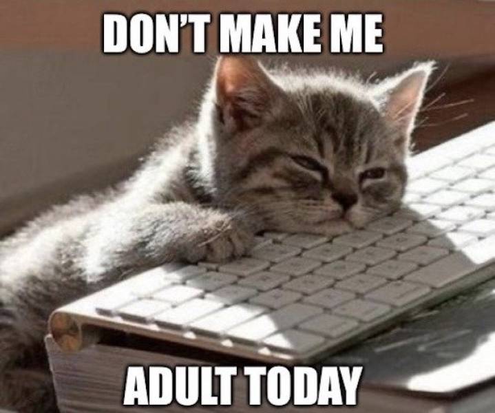 Daily Picdump