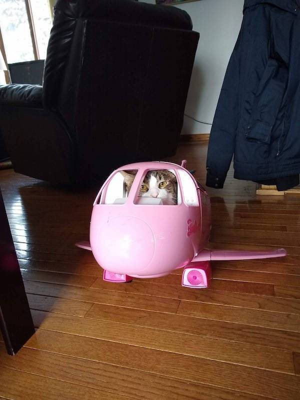 Daily Picdump