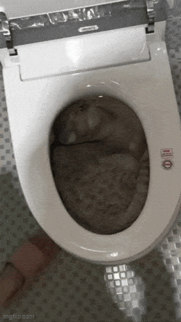 Daily Gifdump