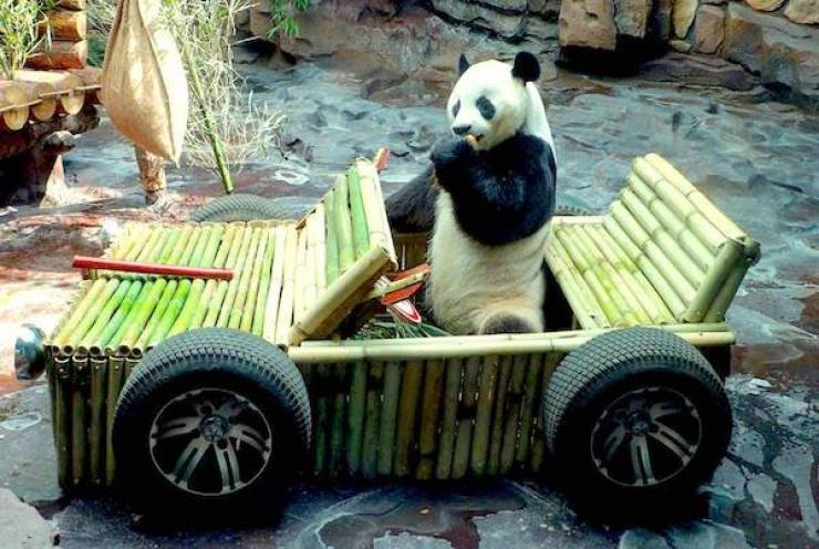 Daily Picdump