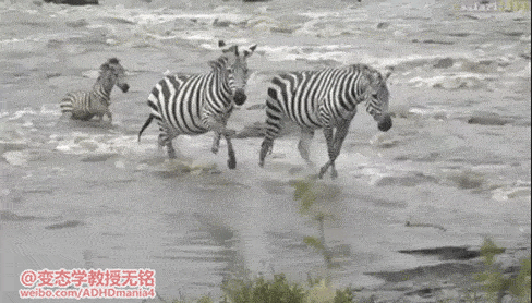 daily gifdump 35 gifs 1.html - 1 HD GIF | Premium Gallery 2026