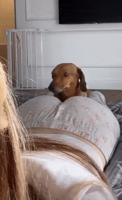 daily gifdump 35 gifs 1.html - 1 HD GIF | Premium Gallery 2026