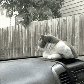 daily gifdump 35 gifs 1.html - 1 HD GIF | Premium Gallery 2026