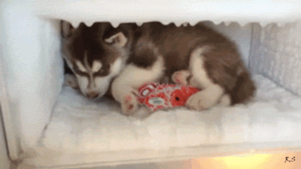 daily gifdump 35 gifs 1.html - 1 HD GIF | Premium Gallery 2026
