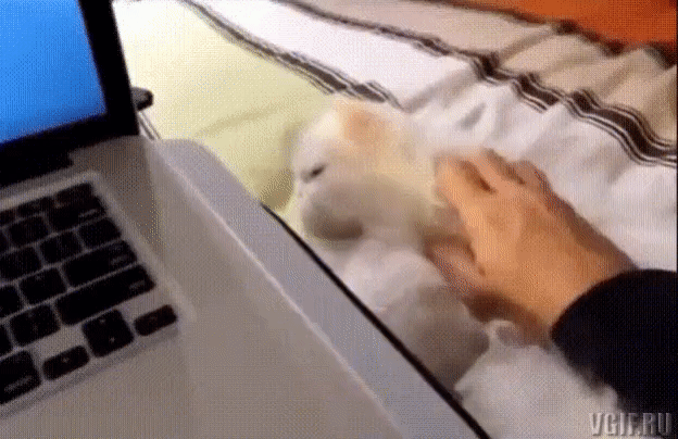 daily gifdump 35 gifs 1.html - 1 HD GIF | Premium Gallery 2026