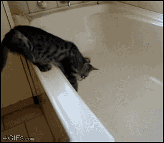 daily gifdump 35 gifs 1.html - 1 HD GIF | Premium Gallery 2026
