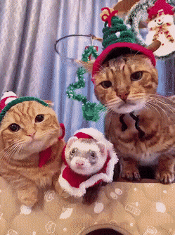 daily gifdump 35 gifs 1.html - 1 HD GIF | Premium Gallery 2026