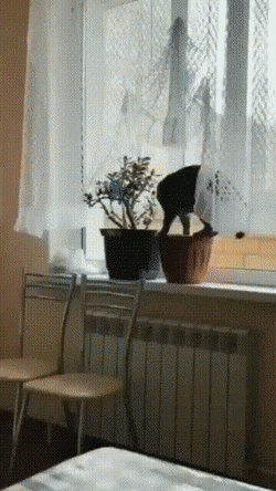 daily gifdump 35 gifs 7.html - 1 HD GIF | Premium Gallery 2026