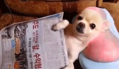 daily gifdump 35 gifs 7.html - 1 HD GIF | Premium Gallery 2026