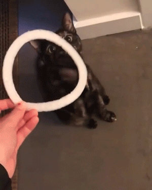 daily gifdump 35 gifs 7.html - 1 HD GIF | Premium Gallery 2026