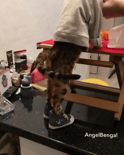 daily gifdump 35 gifs 7.html - 1 HD GIF | Premium Gallery 2026