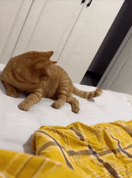daily gifdump 35 gifs 7.html - 1 HD GIF | Premium Gallery 2026