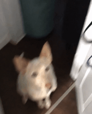 daily gifdump 43 gifs 4.html - 1 HD GIF | Premium Gallery 2026