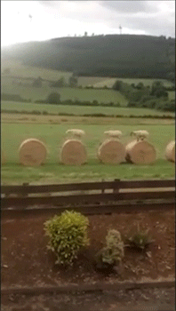 daily gifdump 43 gifs 4.html - 1 HD GIF | Premium Gallery 2026