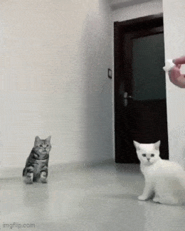 daily gifdump 43 gifs 4.html - 1 HD GIF | Premium Gallery 2026