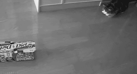 daily gifdump 43 gifs 4.html - 1 HD GIF | Premium Gallery 2026