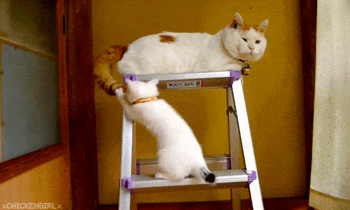 daily gifdump 43 gifs 4.html - 1 HD GIF | Premium Gallery 2026