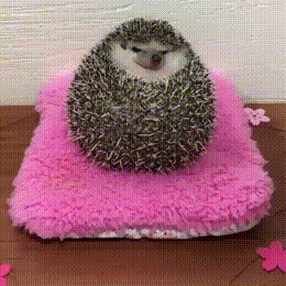 daily gifdump 40 gifs 2.html - 1 HD GIF | Premium Gallery 2026