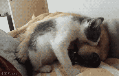 daily gifdump 40 gifs 2.html - 1 HD GIF | Premium Gallery 2026