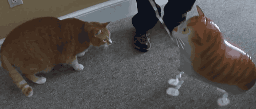 daily gifdump 40 gifs 2.html - 1 HD GIF | Premium Gallery 2026