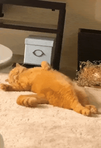 daily gifdump 40 gifs 2.html - 1 HD GIF | Premium Gallery 2026