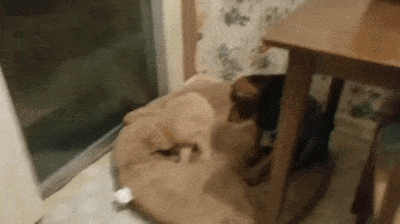 daily gifdump 40 gifs 2.html - 1 HD GIF | Premium Gallery 2026