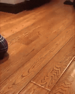 daily gifdump 40 gifs 2.html - 1 HD GIF | Premium Gallery 2026