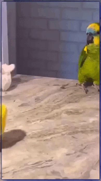 daily gifdump 40 gifs 2.html - 1 HD GIF | Premium Gallery 2026
