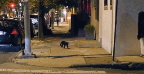 daily gifdump 40 gifs 2.html - 1 HD GIF | Premium Gallery 2026