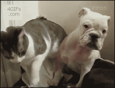 daily gifdump 40 gifs 2.html - 1 HD GIF | Premium Gallery 2026