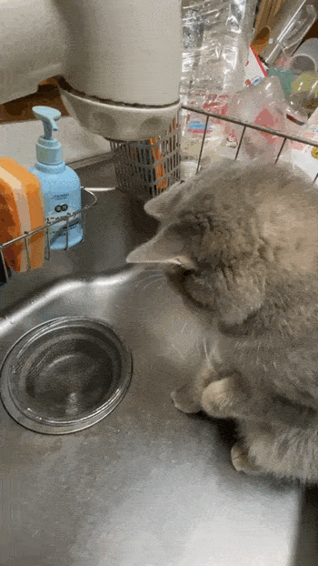 daily gifdump 40 gifs 2.html - 1 HD GIF | Premium Gallery 2026