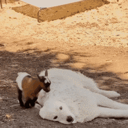 daily gifdump 40 gifs 2.html - 1 HD GIF | Premium Gallery 2026