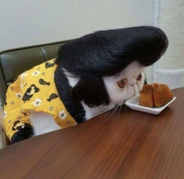 Daily Picdump