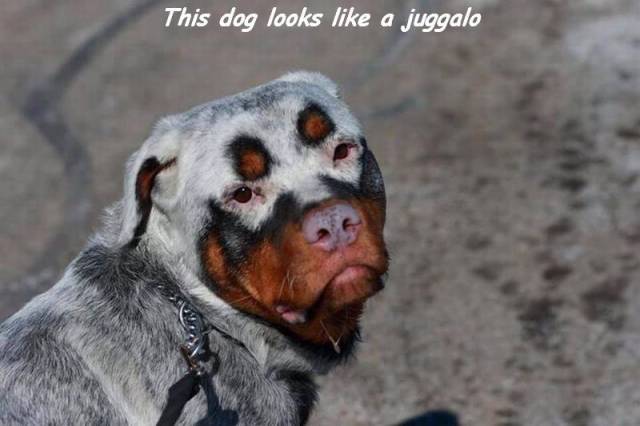 Daily Picdump [WEEKEND EDITION]