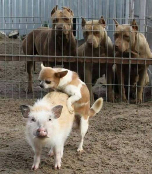 daily picdump 102 pics 9.html - 102 HD Photos | Premium Gallery 2017